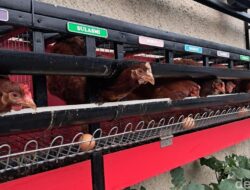Gampang-gampang Susah Pelihara Sendiri Ayam Petelur Hingga Tempattinggal