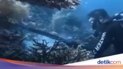 WN China Panah-Santap Penyu Di Raja Ampat, Panci-Sumpit Karena Itu Produk Bukti