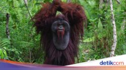 2 Tempat Hingga RI Masuk Daftar Destinasi Wisata Satwa Liar Terbaik Hingga Dunia