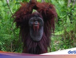 2 Tempat Hingga RI Masuk Daftar Destinasi Wisata Satwa Liar Terbaik Hingga Dunia