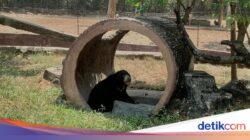 7 Satwa Terancam Punah Koleksi Solo Safari
