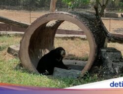 7 Satwa Terancam Punah Koleksi Solo Safari