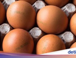 Apa Beda Telur Di Label Cage-Free, Free-Range, dan Pasture-Raised?